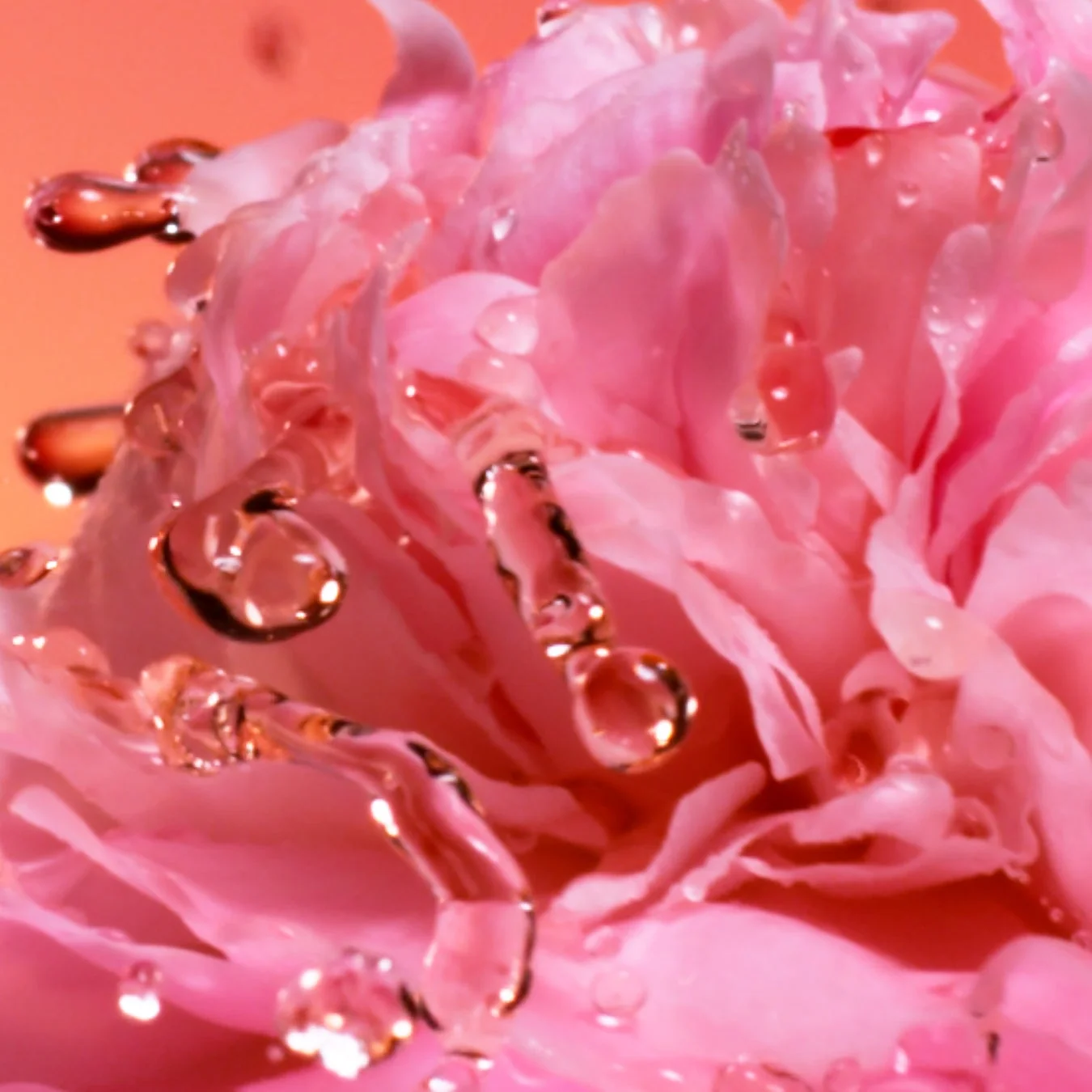 ピンクの花びらと水滴