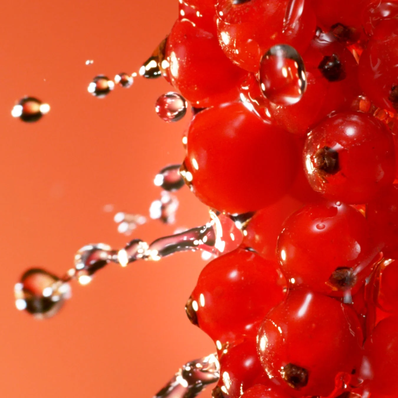 水滴をまとった赤すぐり