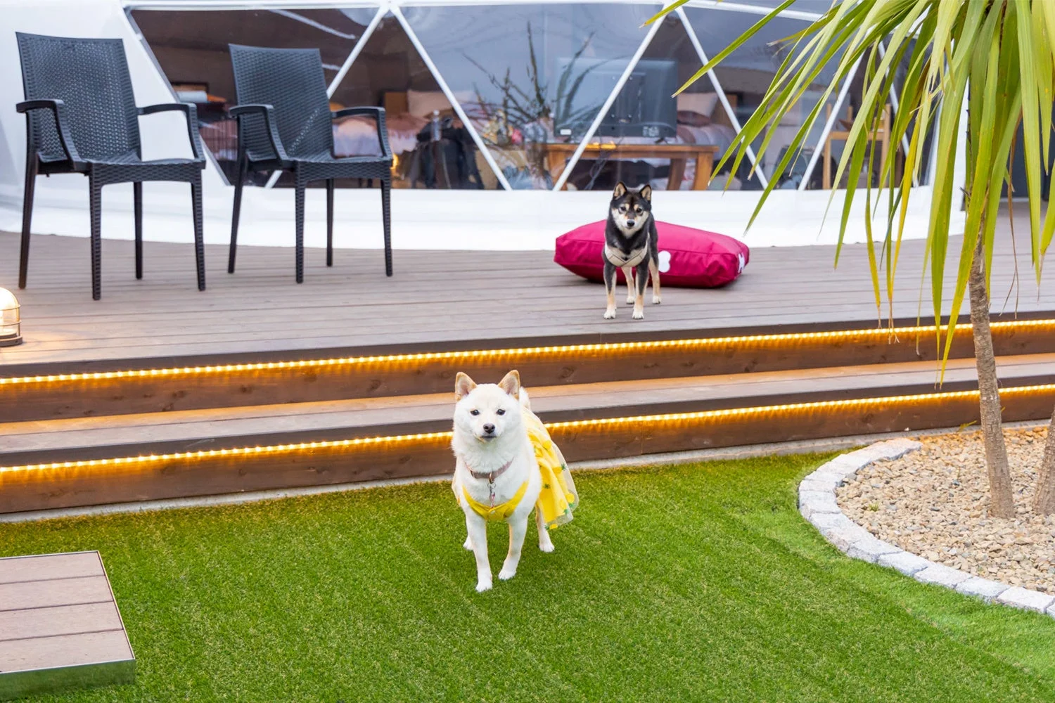 ウッドデッキと人工芝のある屋外で、白い柴犬と黒い柴犬がくつろいでいるグランピング施設の風景