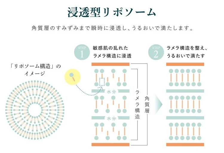 浸透型リポソームの図