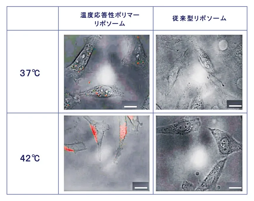 図2: 温度応答性ポリマーリポソームと従来型リポソームの細胞への取り込み