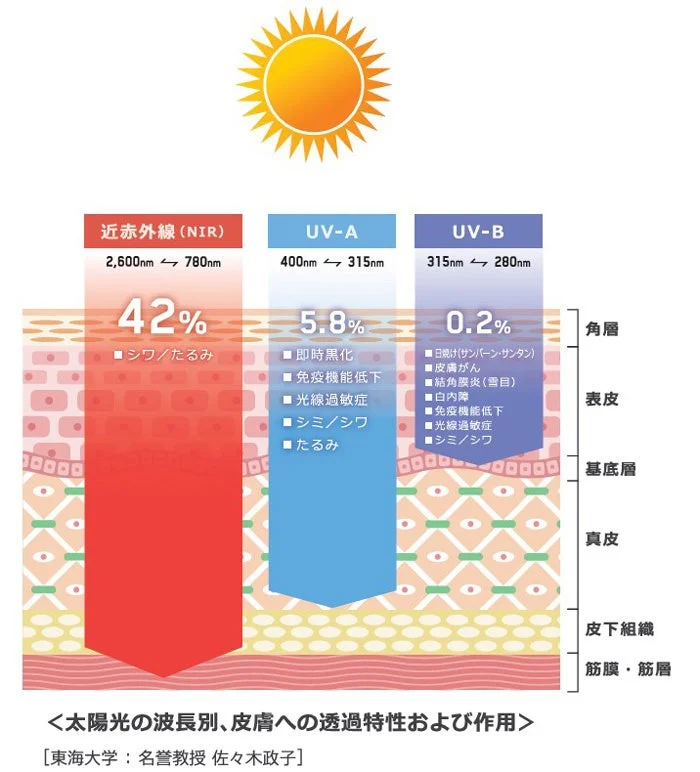 太陽光の近赤外線、UV-A、UV-Bが皮膚の各層にどの程度透過し、どのような影響を与えるかをパーセンテージと症状で示した図です。
