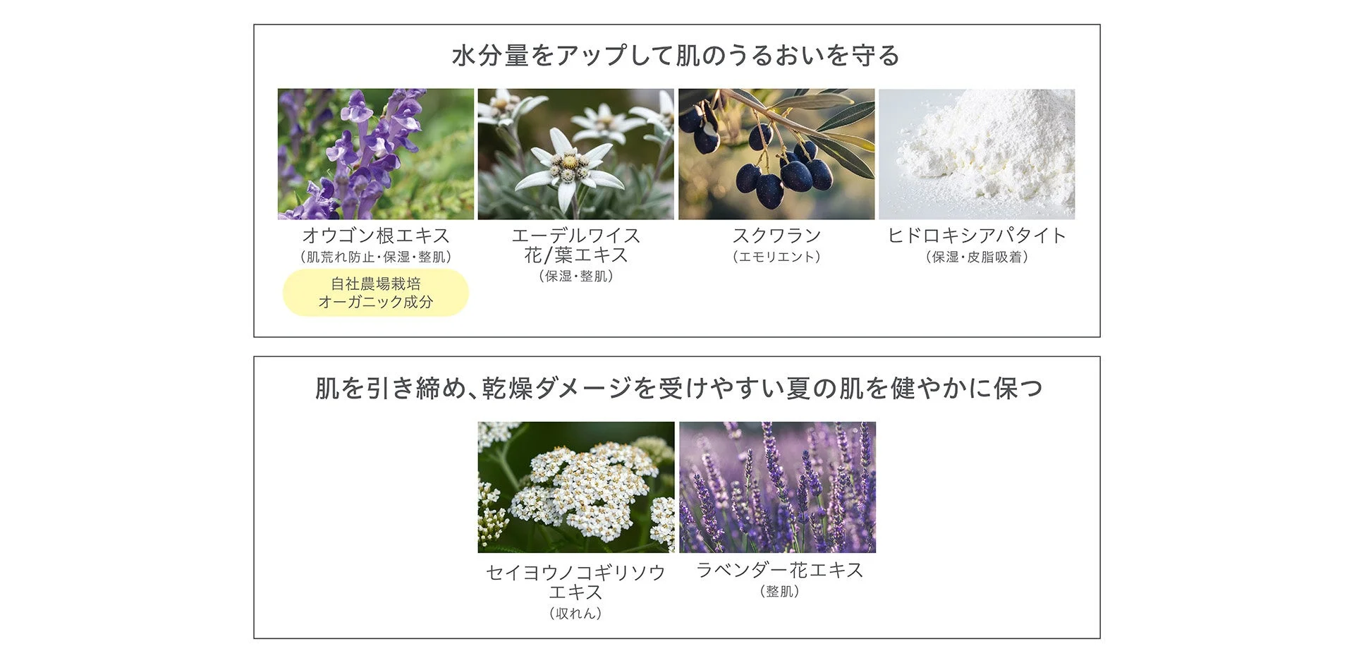 水分量をアップして肌のうるおいを守る成分