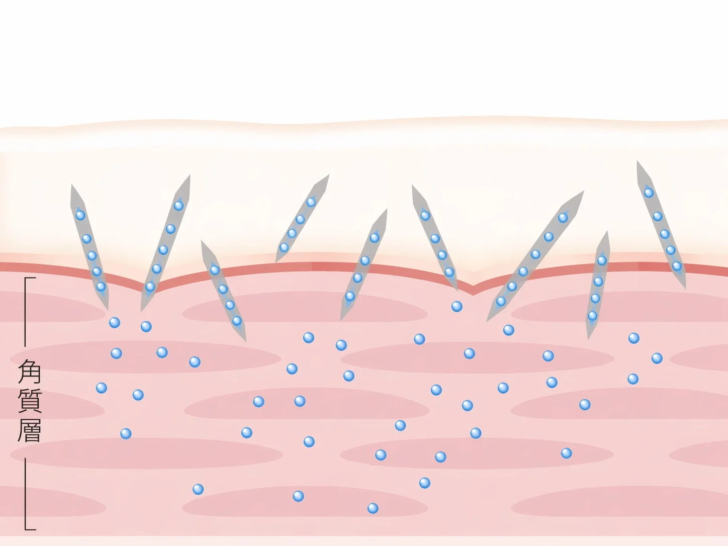 角質層への浸透イメージ