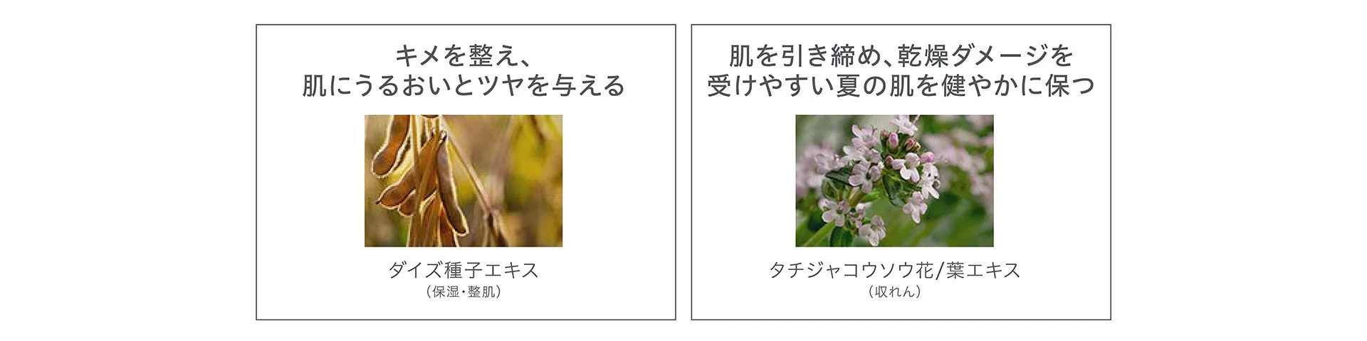 キメを整え、肌にうるおいとツヤを与える成分