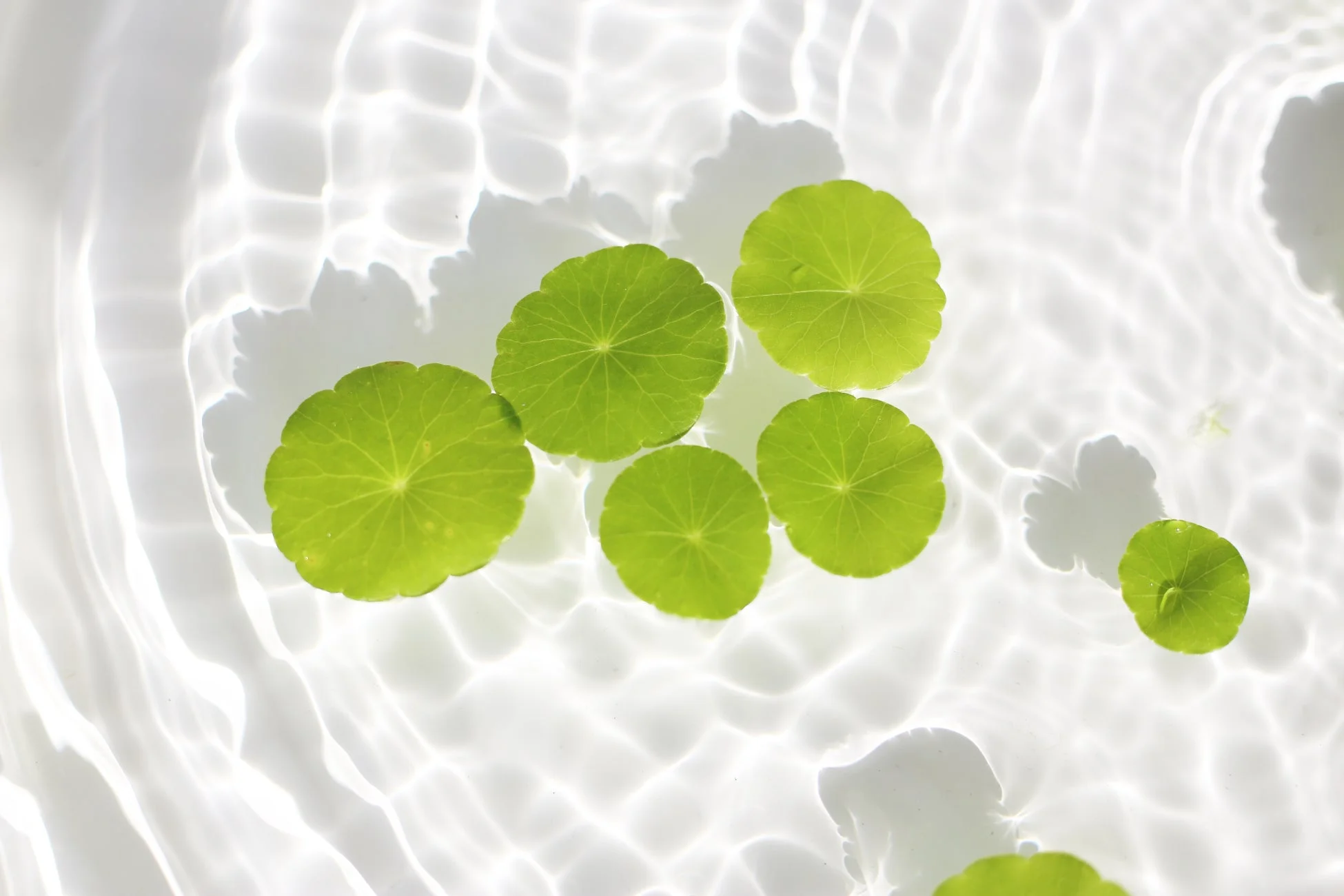 水面に浮かぶ葉