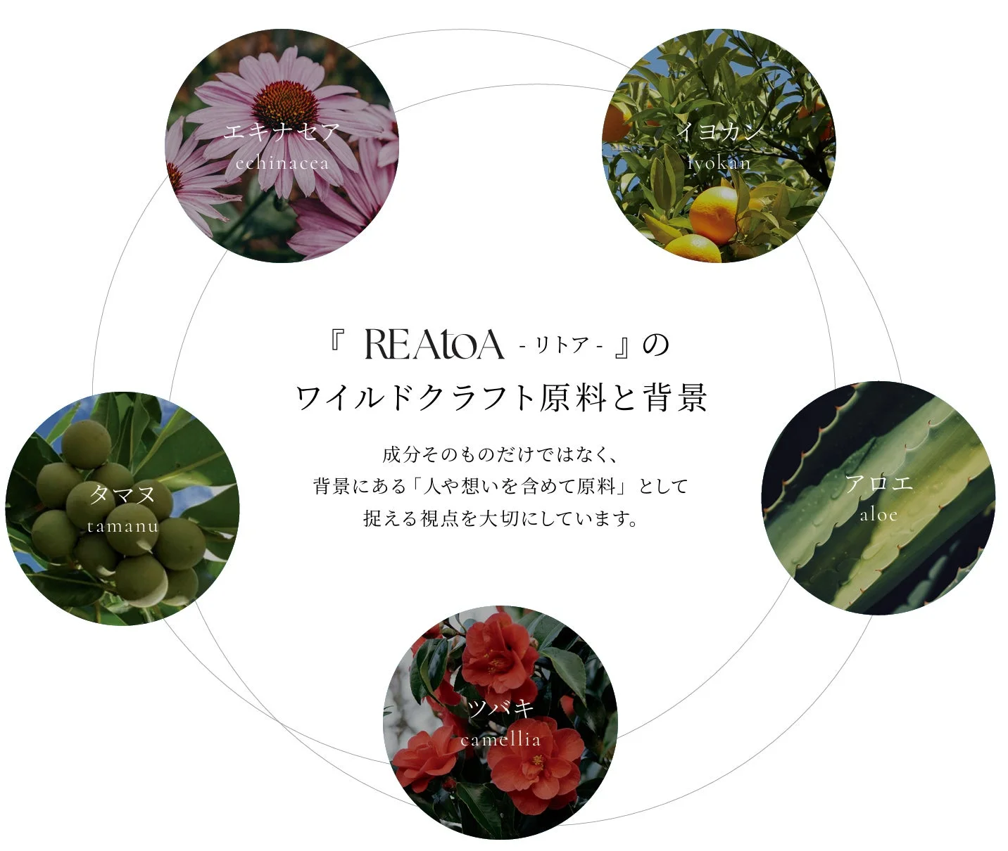 REAtOAのワイルドクラフト原料とその背景を紹介する画像