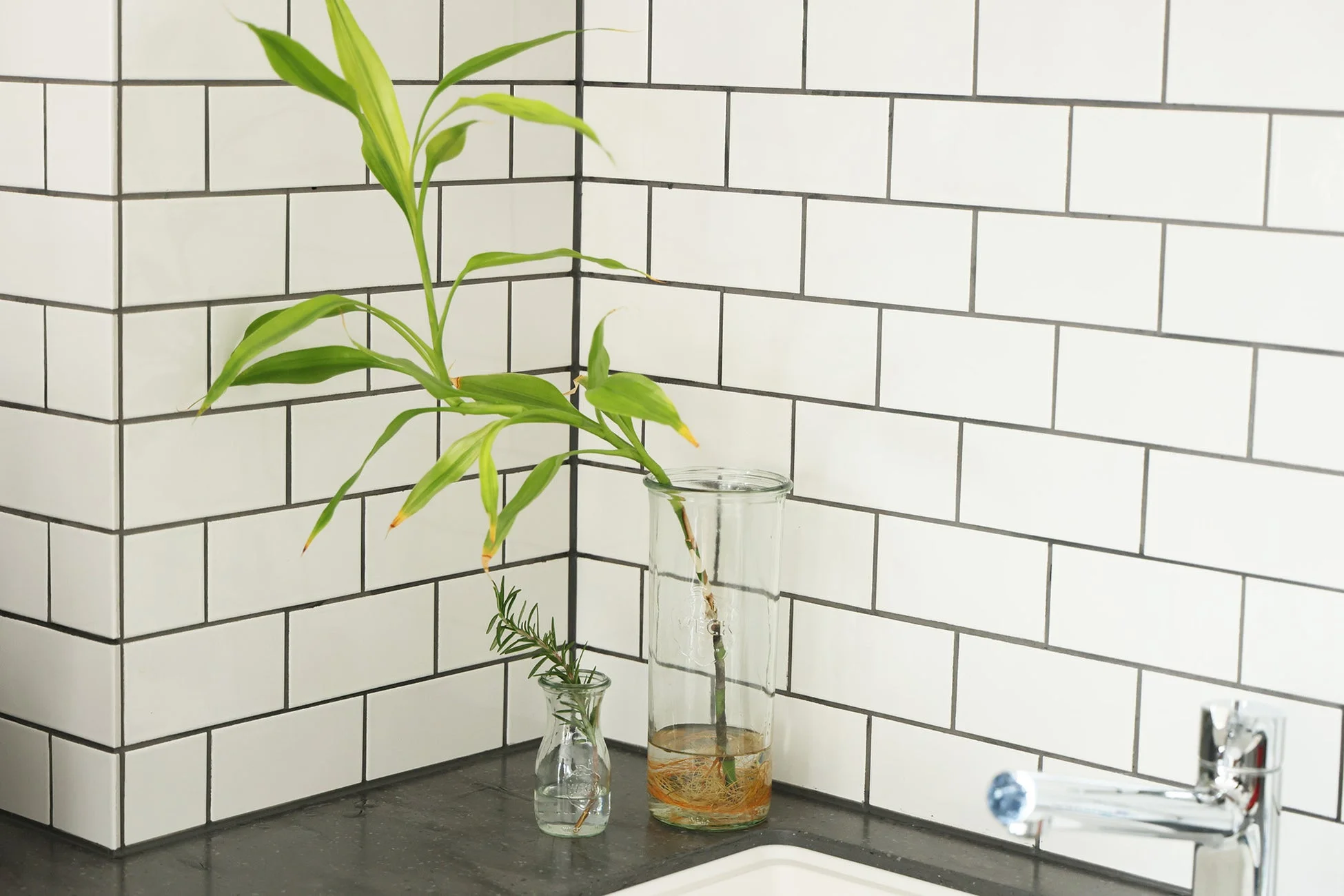 観葉植物,水耕栽培,ガラス瓶,ローズマリー,キッチン,カウンタートップ,白いタイル,インテリア,シンプル,緑