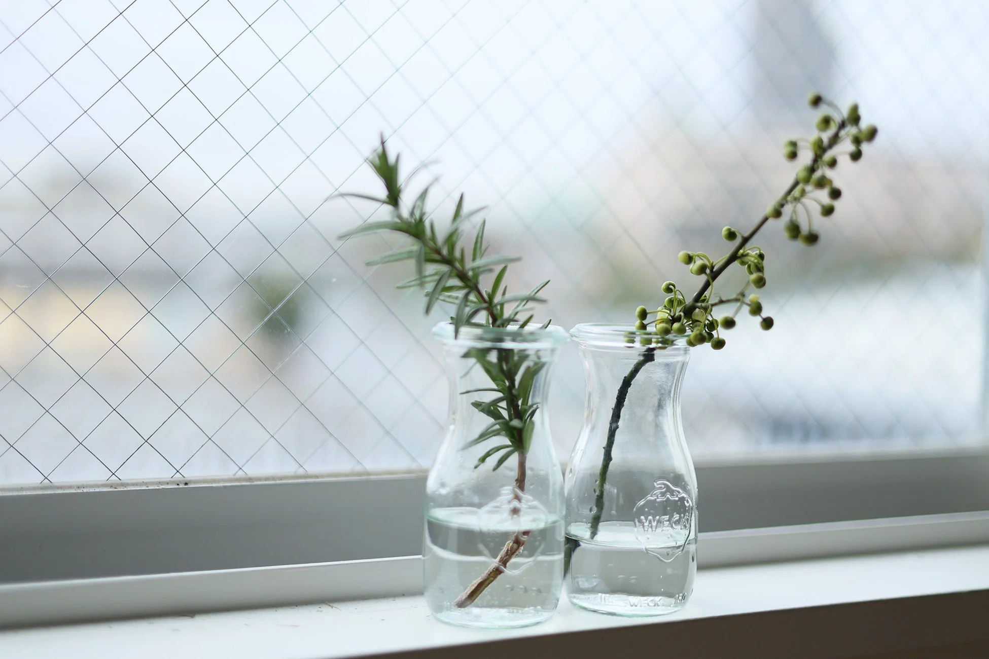 植物,花瓶,ローズマリー,実,窓辺,インテリア,ナチュラル,ガラス瓶,水差し,観葉植物