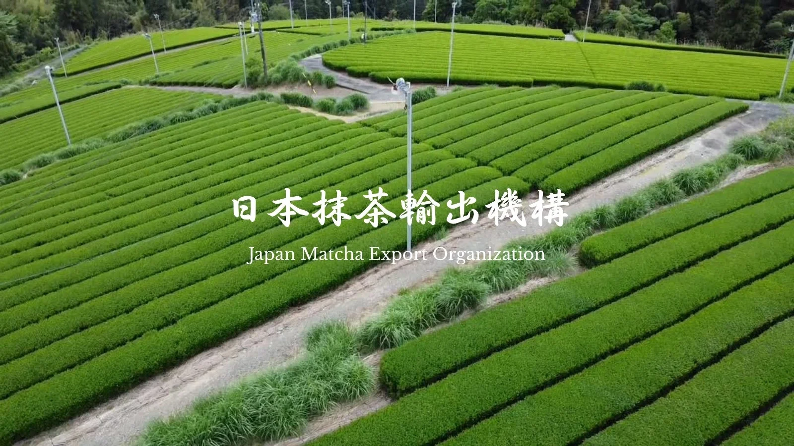 茶畑