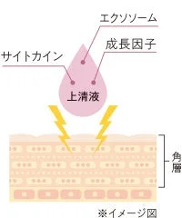 iPS細胞培養上清液 イメージ図