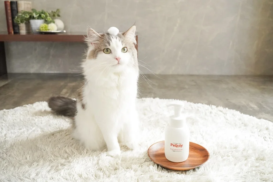 猫とシャンプーボトル