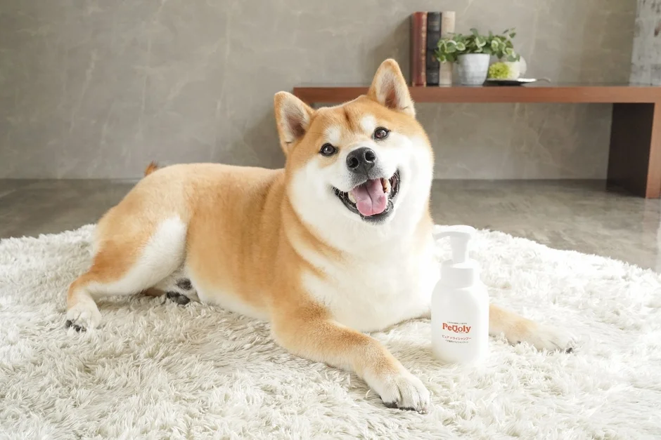 柴犬と泡シャンプー
